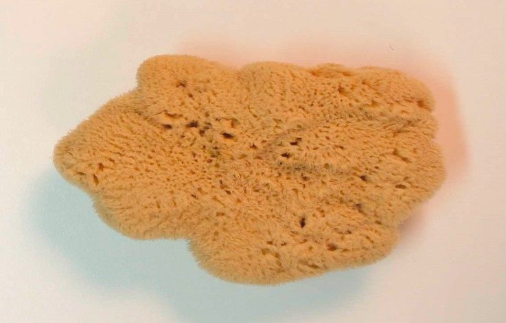 Levantiner / Naturschwamm
