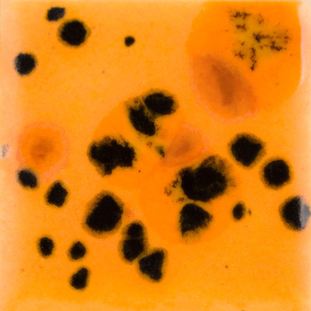 CG1013 PAPAYA