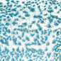 Preview: CR-22 Speckled Teal