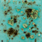 Preview: CG1008-4 Blue Guppy