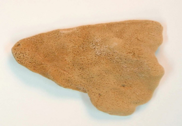 Sponge Elephant Ear KW070