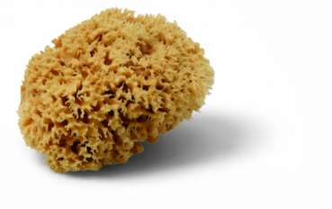 Sponge natural, KW072