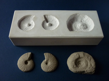 SOAM - Ammonites Sprig Mold