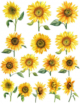 Sunflower Decal