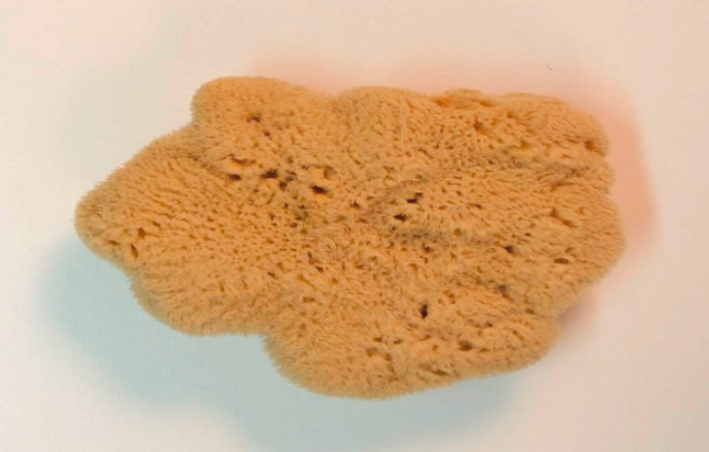 Sponge Levantiner KW071